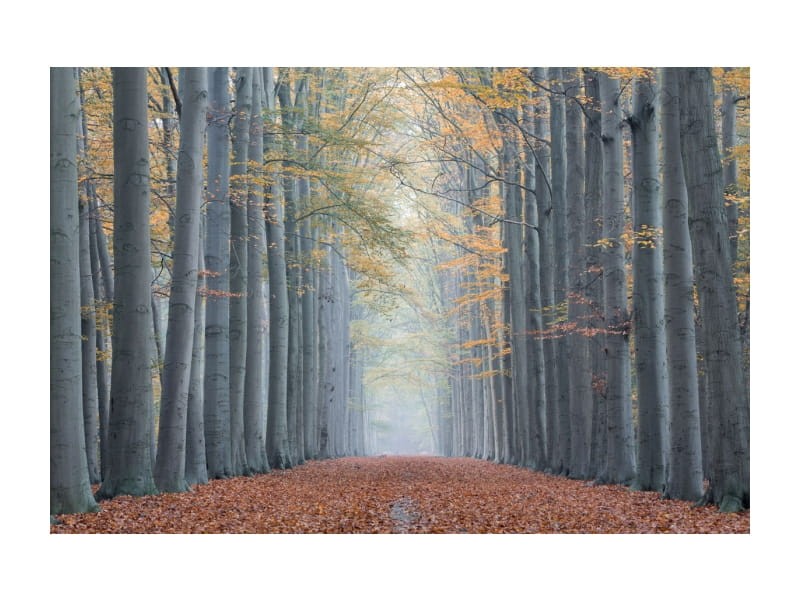 Obraz TREES II na szkle 120X80 Signal